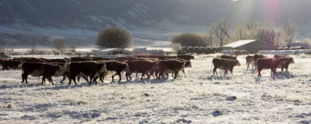 Сайд Ц.Батбаяр шүлхий гарсан аймгуудад ажиллалаа